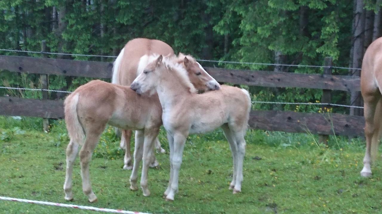 Schmalzgrubengut Lejlighed Bad Hofgastein Eksteriør billede